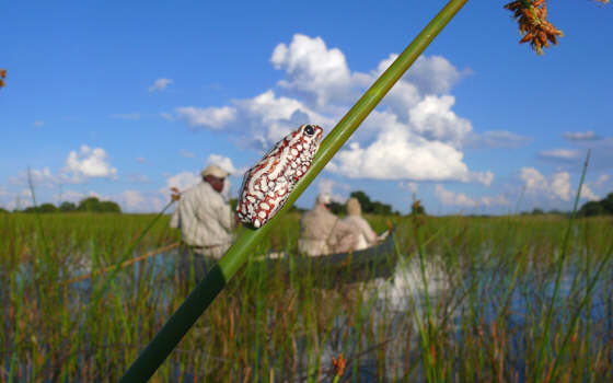 Destinasjon Botswana